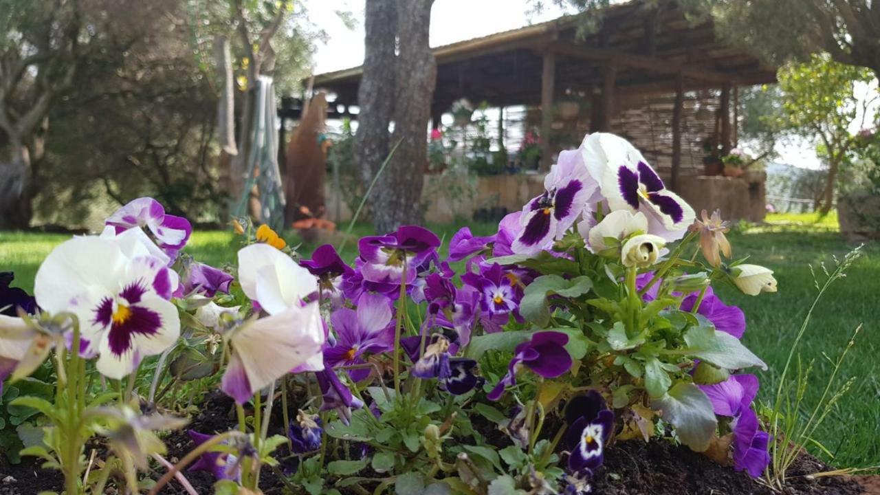 Agriturismo Sa E Padedda Mores 外观 照片